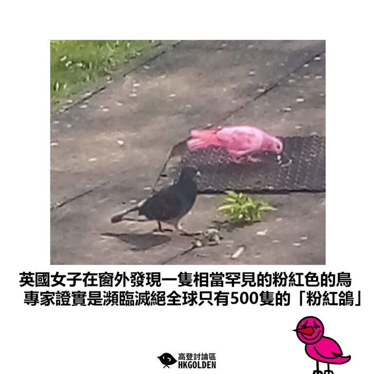【英國女子在窗外發現一隻相當罕見的粉紅色的鳥 專家證實是瀕臨滅絕全球只有500隻的「粉紅鴿」】