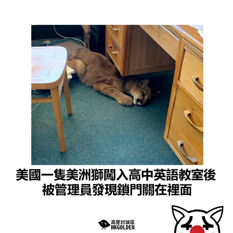 【美國一隻美洲獅闖入高中英語教室後 被管理員發現鎖門關在裡面】
