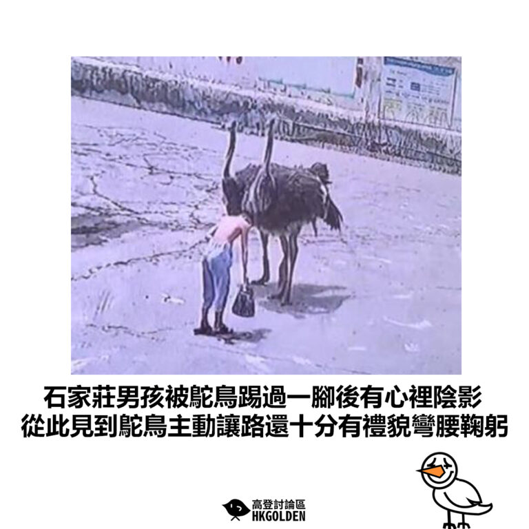 【石家莊男孩被鴕鳥踢過一腳後有心裡陰影 從此見到鴕鳥主動讓路還十分有禮貌彎腰鞠躬】