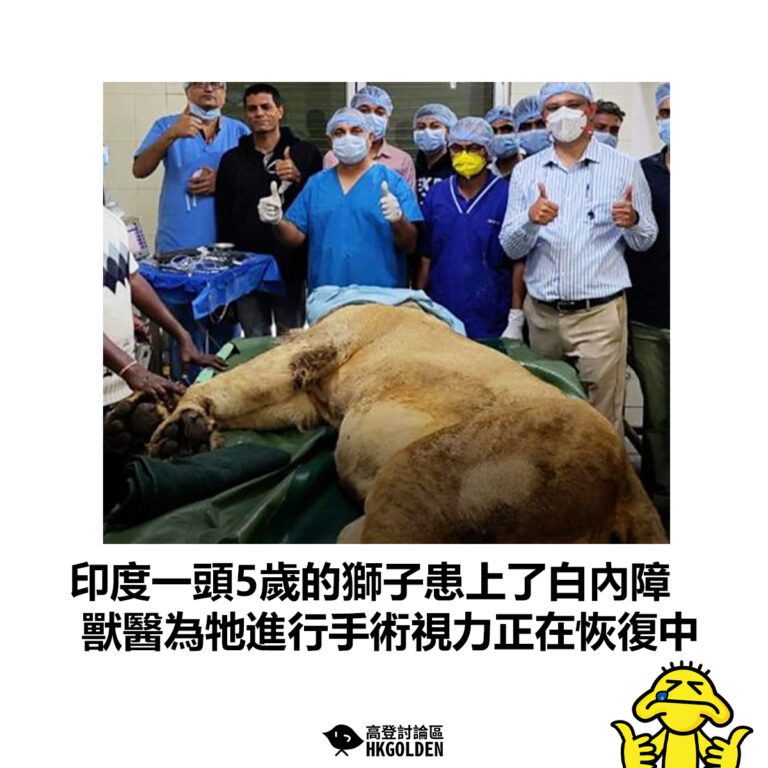 【印度一頭5歲的獅子患上了白內障 獸醫為牠進行手術視力正在恢復中】