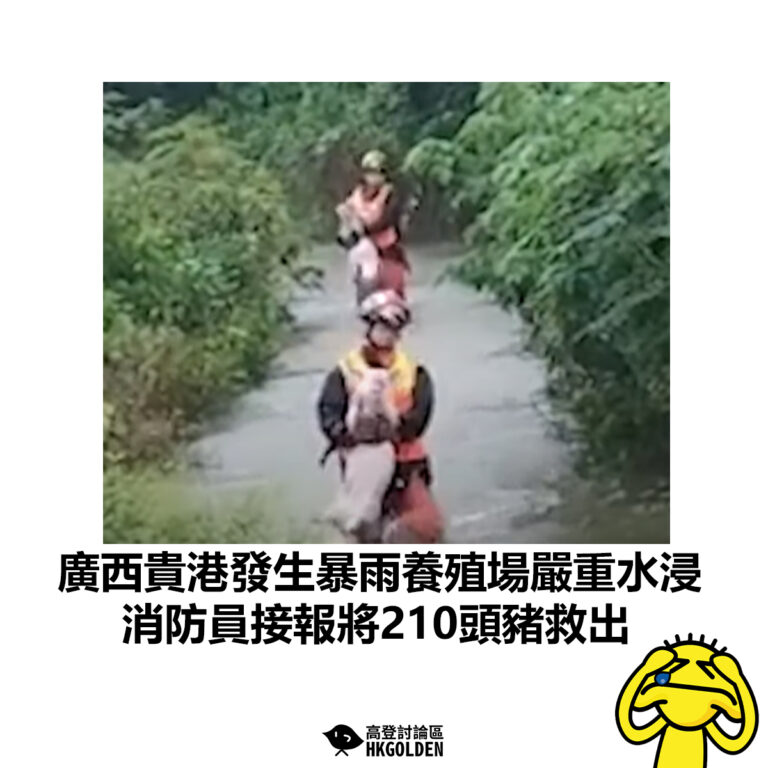 【廣西貴港發生暴雨養殖場嚴重水浸 消防員接報將210頭豬救出】
