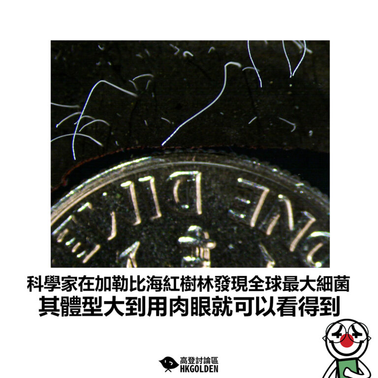 【科學家在加勒比海紅樹林發現全球最大細菌 其體型大到用肉眼就可以看得到】