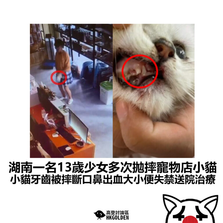 【湖南一名13歲少女多次拋摔寵物店小貓 小貓牙齒被摔斷口鼻出血大小便失禁送院治療】