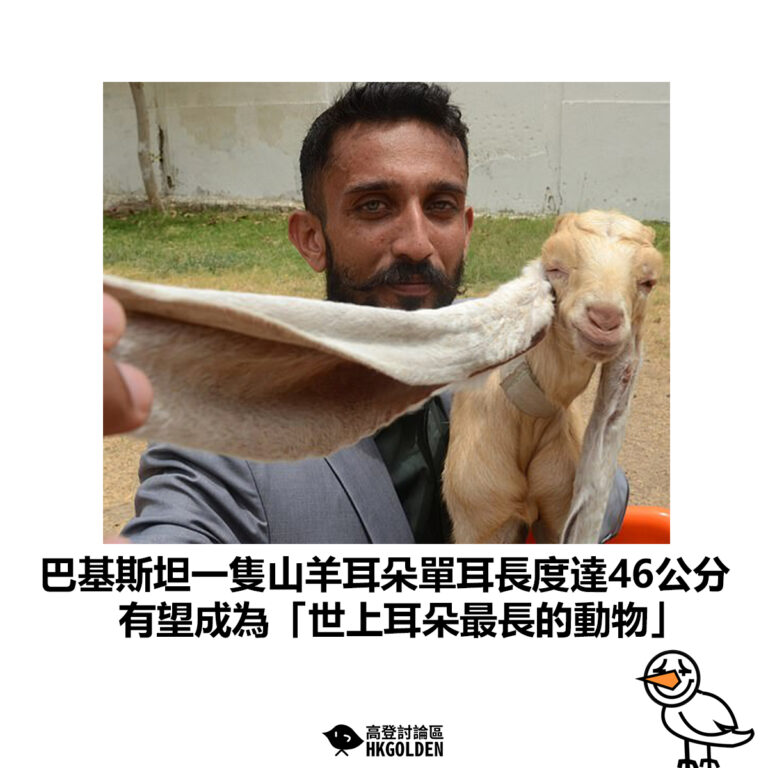 【巴基斯坦一隻山羊耳朵單耳長度達46公分 有望成為「世上耳朵最長的動物」】