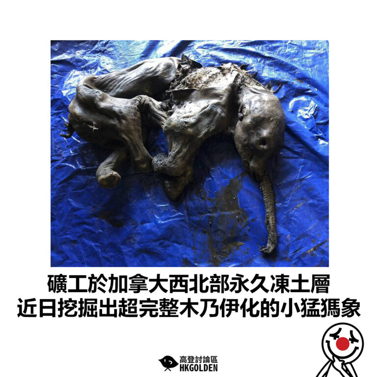 【礦工於加拿大西北部永久凍土層 近日挖掘出超完整木乃伊化的小猛獁象】