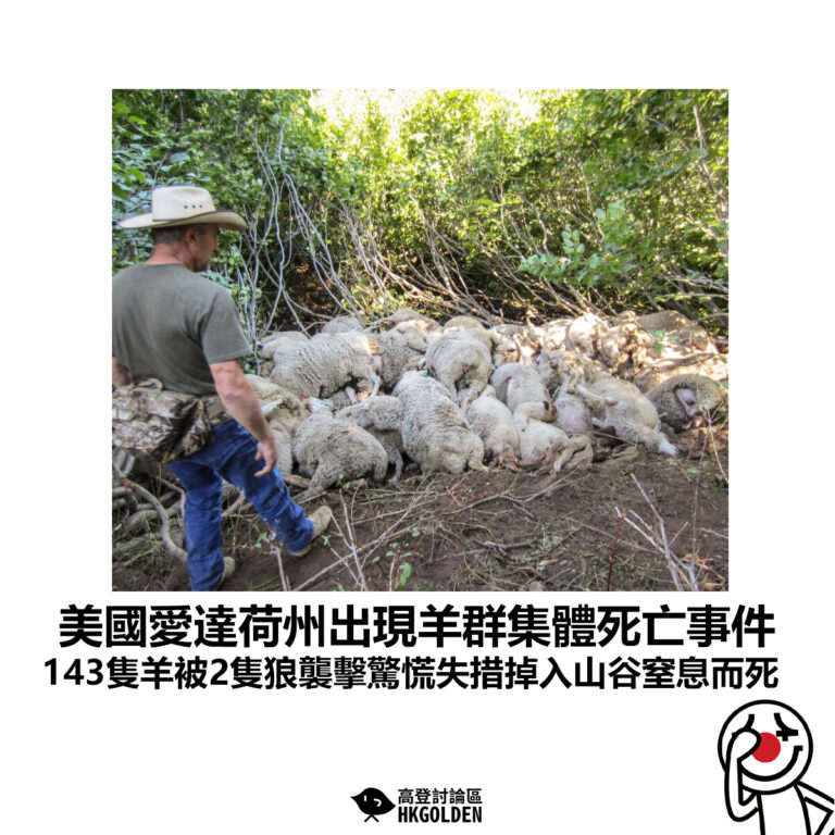 【美國愛達荷州出現羊群集體死亡事件 143隻羊被2隻狼襲擊驚慌失措掉入山谷窒息而死】