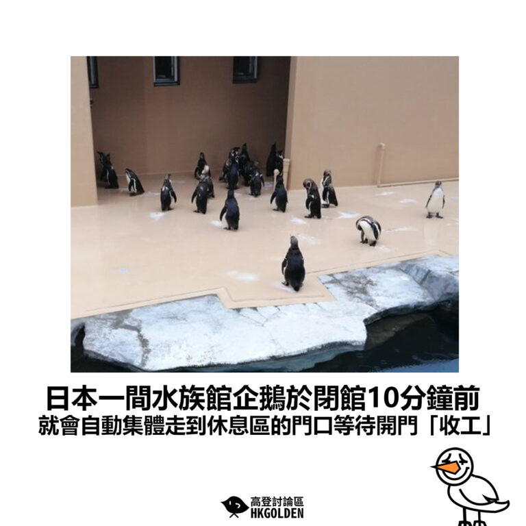【日本一間水族館企鵝於閉館10分鐘前 就會自動集體朝著休息區的門口等待開門「收工」】