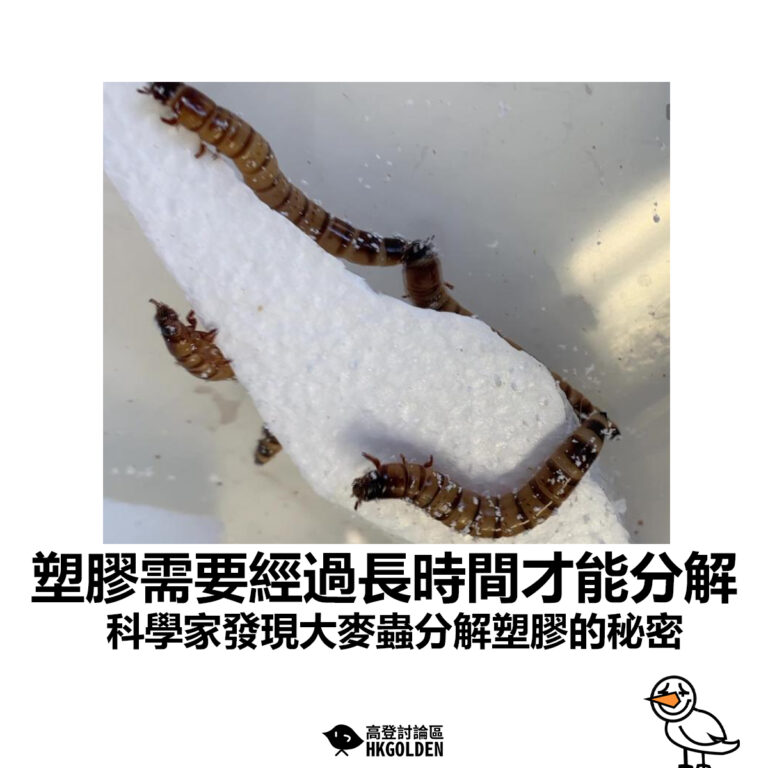 【塑膠需要經過長時間才能分解 科學家發現大麥蟲分解塑膠的秘密】