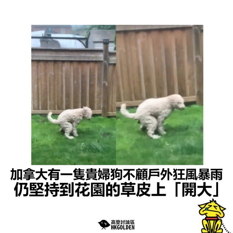 【加拿大有一隻貴婦狗不顧戶外狂風暴雨 仍堅持到花園的草皮上「開大」】