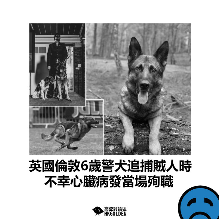 【英國倫敦6歲警犬追捕賊人時 不幸心臟病發當場殉職】