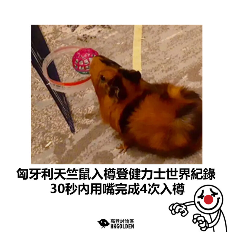 【匈牙利天竺鼠入樽登健力士世界紀錄 30秒內用嘴完成4次入樽】