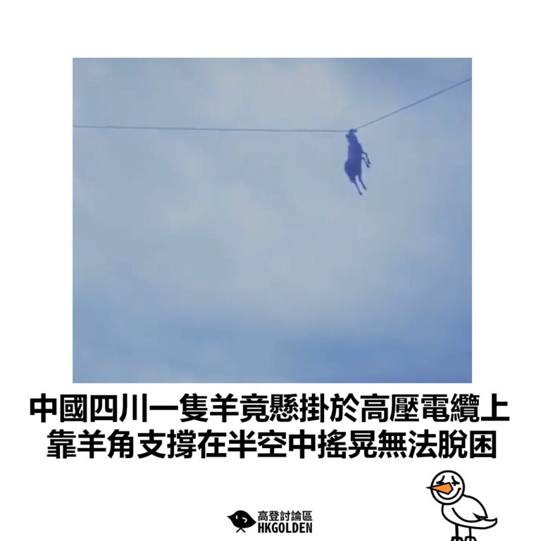 【中國四川一隻羊竟懸掛於高壓電纜上 靠羊角支撐在半空中搖晃無法脫困】