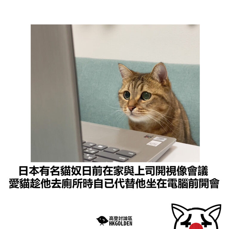 【日本有名貓奴日前在家與上司開視像會議 愛貓趁他去廁所時自已代替他坐在電腦前開會】