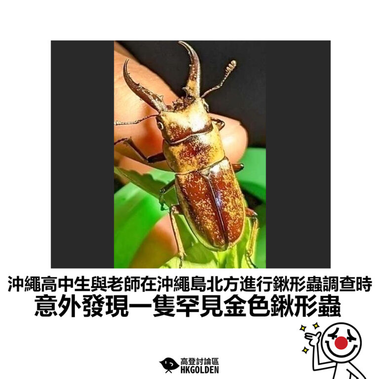【沖繩高中生與老師在沖繩島北方進行鍬形蟲調查時 意外發現一隻罕見金色鍬形蟲】