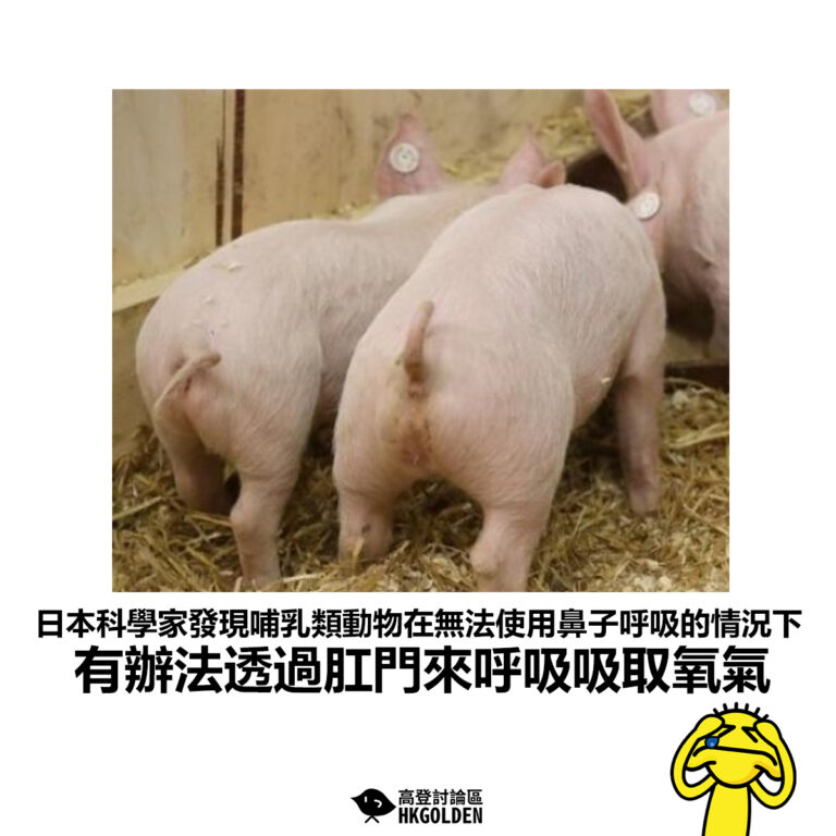 【日本科學家發現哺乳類動物在無法使用鼻子呼吸的情況下 有辦法透過肛門來呼吸吸取氧氣 】