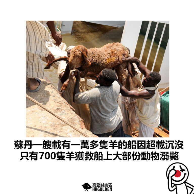 【蘇丹一艘載有一萬多隻羊的船因超載沉沒 只有700隻羊獲救船上大部份動物溺斃】
