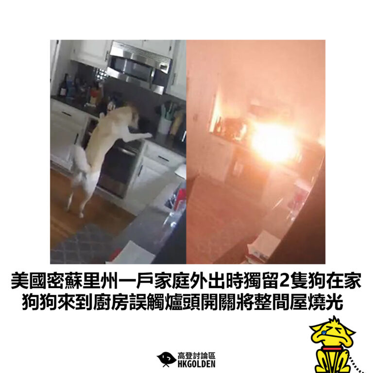 【美國密蘇里州一戶家庭外出時獨留2隻狗在家 狗狗來到廚房誤觸爐頭開關將整間屋燒光】
