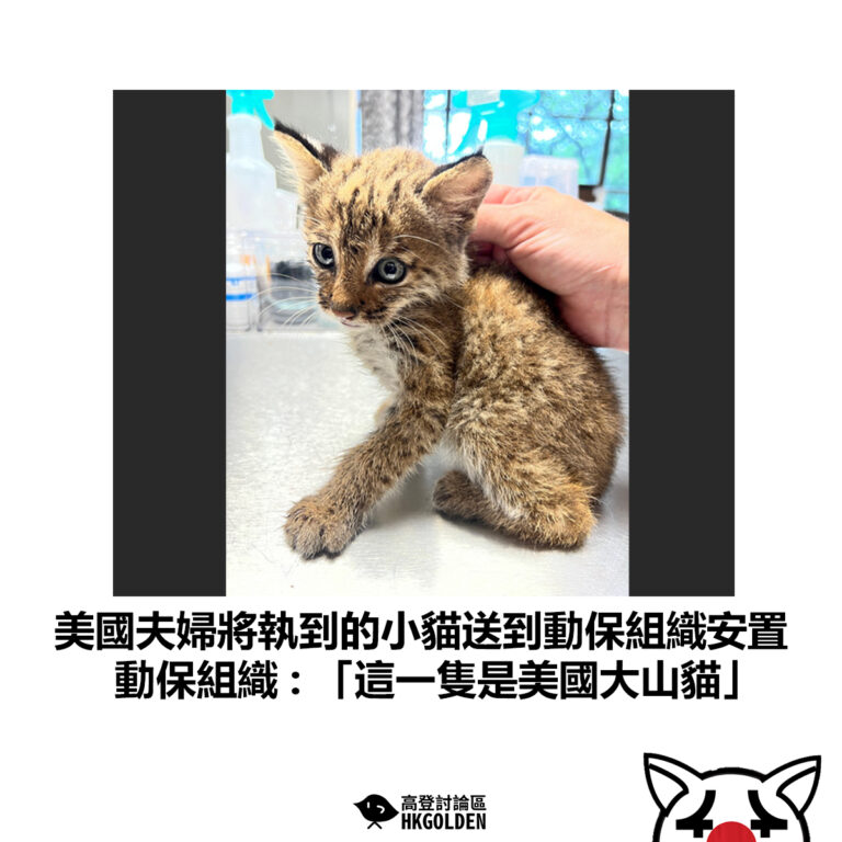 【美國夫婦將執到的小貓送到動保組織安置 動保組織 : 「這一隻是美國大山貓」】