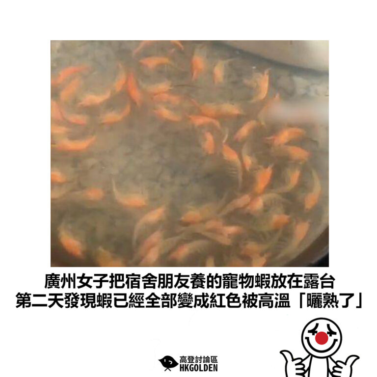 【廣州市女子把宿舍朋友養的寵物蝦放在露台 第二天發現蝦已經全部變成紅色被高溫「曬熟了」】