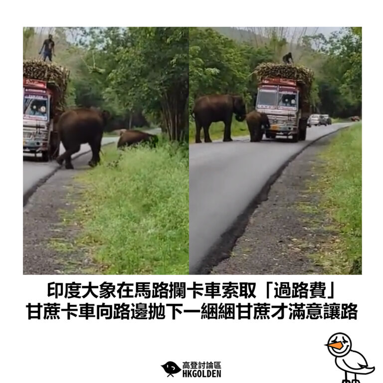 【印度大象在馬路攔卡車索取「過路費」甘蔗卡車向路邊拋下一綑綑甘蔗才滿意讓路】