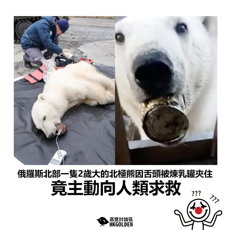 【俄羅斯北部一隻2歲大的北極熊因舌頭被煉乳罐夾住 竟主動向人類求救】