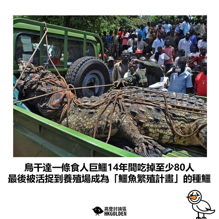 【烏干達一條食人巨鱷14年間吃掉至少80人 最後被活捉到養殖場成為「鱷魚繁殖計畫」的種鱷】