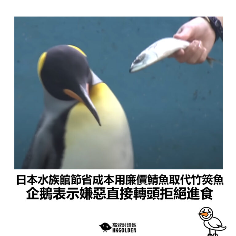 【日本水族館節省成本用廉價鯖魚取代竹筴魚 企鵝表示嫌惡直接轉頭拒絕進食】