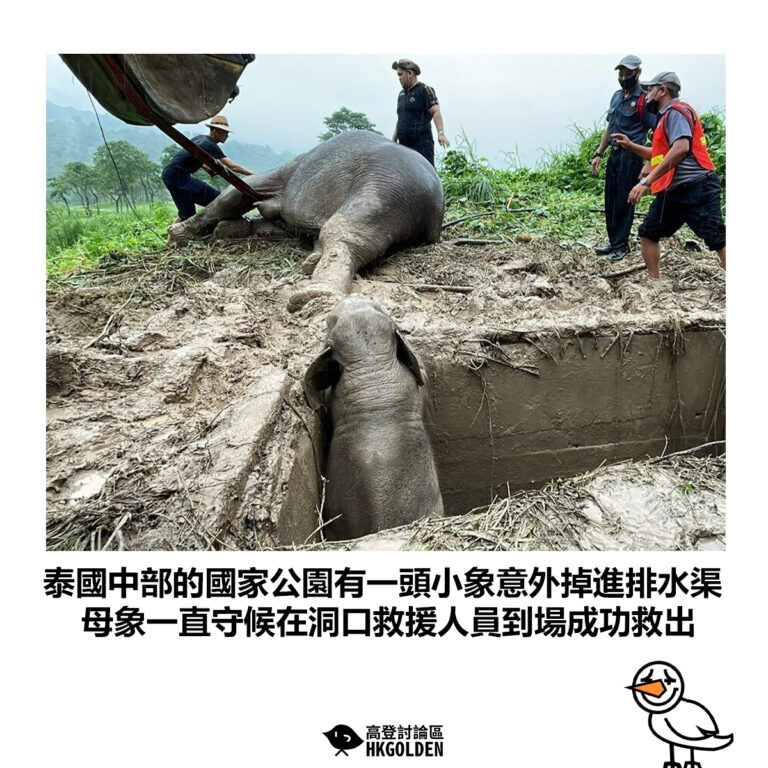 【泰國中部的國家公園有一頭小象意外掉進排水渠 母象一直守候在洞口救援人員到場成功救出】