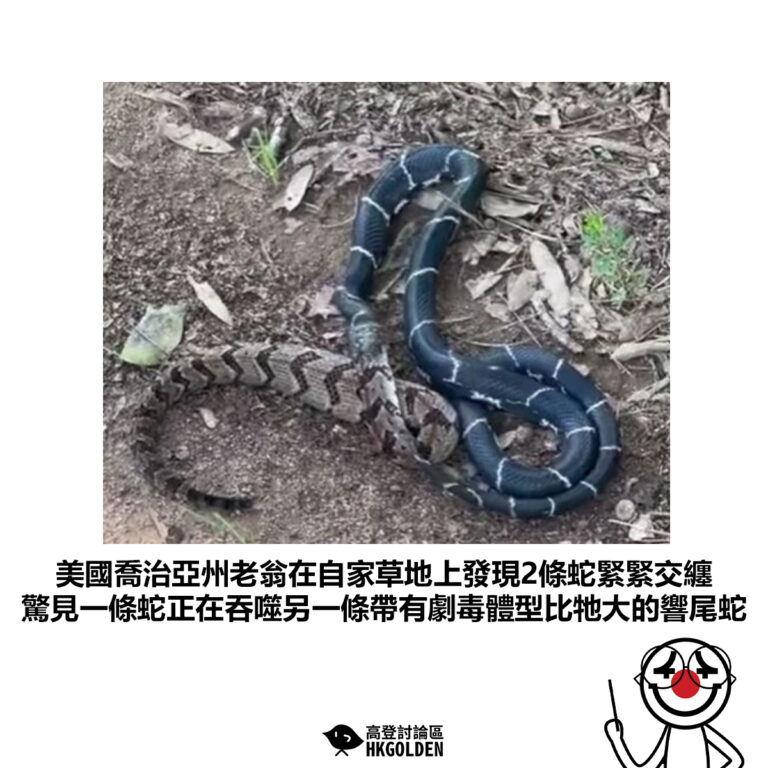 【美國喬治亞州老翁在自家草地上發現2條蛇緊緊交纏 驚見一條蛇正在吞噬另一條帶有劇毒體型比牠大的響尾蛇】