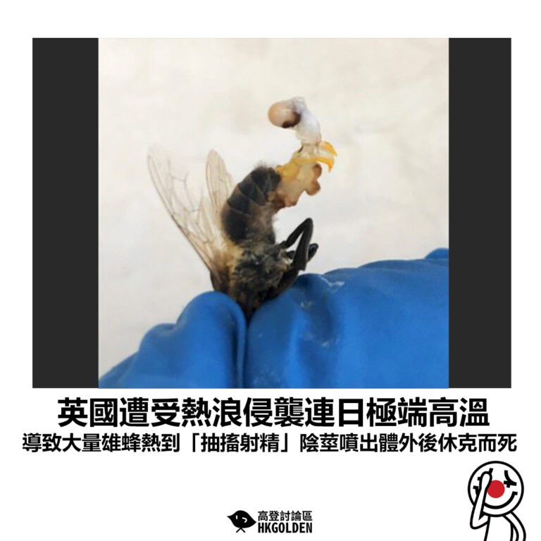 【英國遭受熱浪侵襲連日極端高溫 導致大量雄蜂熱到「抽搐射精」陰莖噴出體外後休克而死】