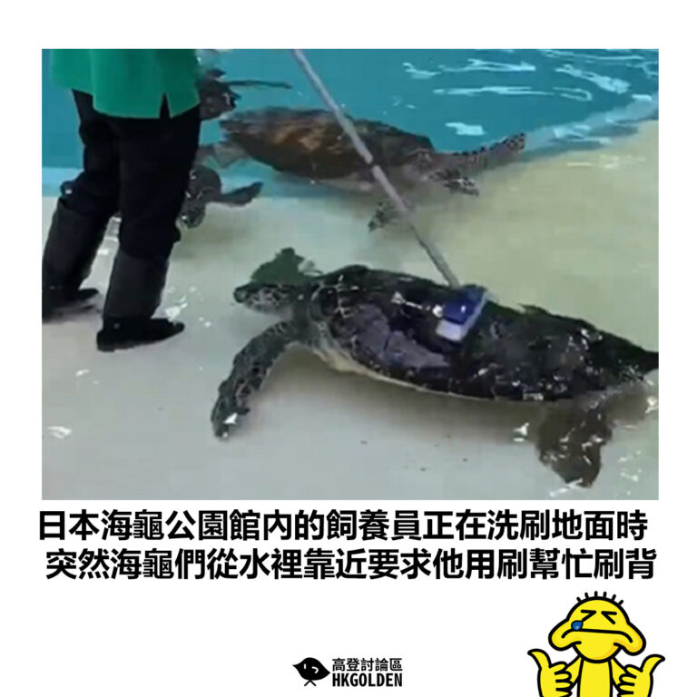 【日本海龜公園館內的飼養員正在洗刷地面時 突然海龜們從水裡靠近要求他用刷幫忙刷背】