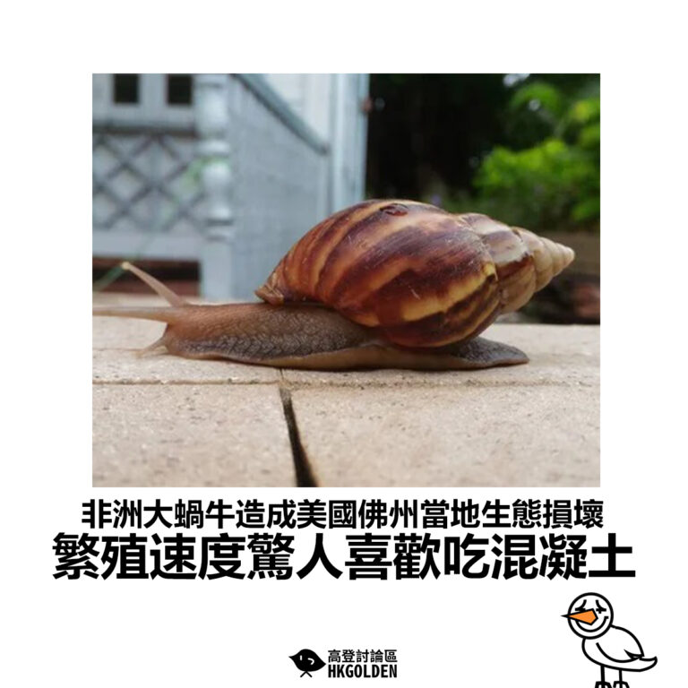 【非洲大蝸牛造成美國佛州當地生態損壞 繁殖速度驚人喜歡吃混凝土】