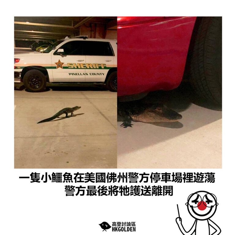 【一隻小鱷魚在美國佛州警方停車場裡遊蕩 警方最後將牠護送離開】