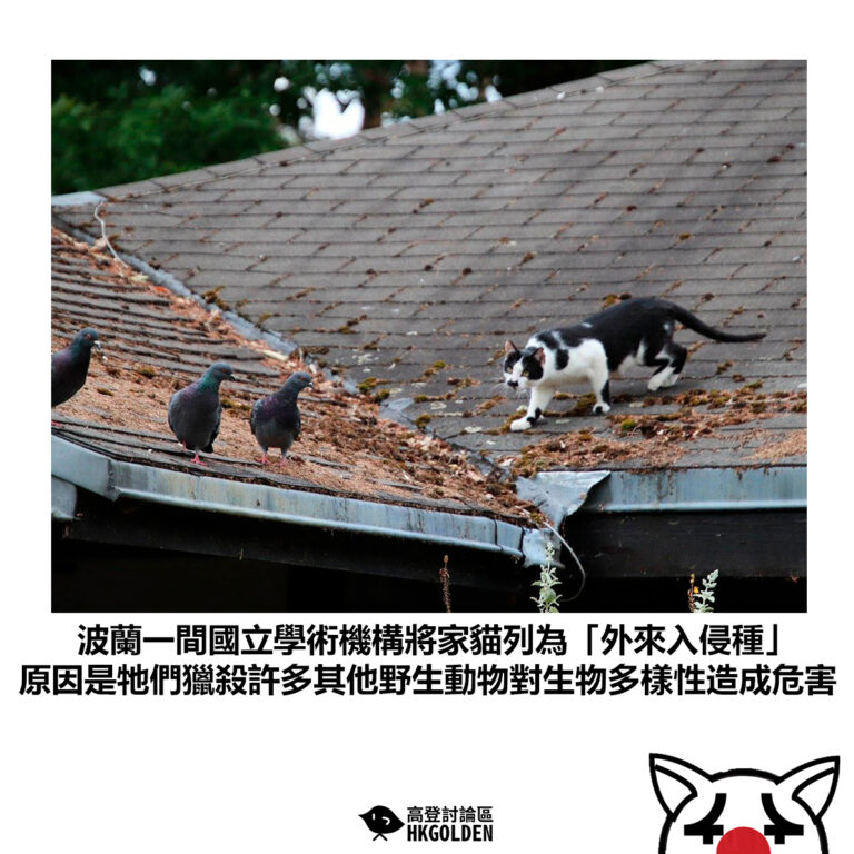 【波蘭一間國立學術機構將家貓列為「外來入侵種」原因是牠們獵殺許多其他野生動物對生物多樣性造成危害】