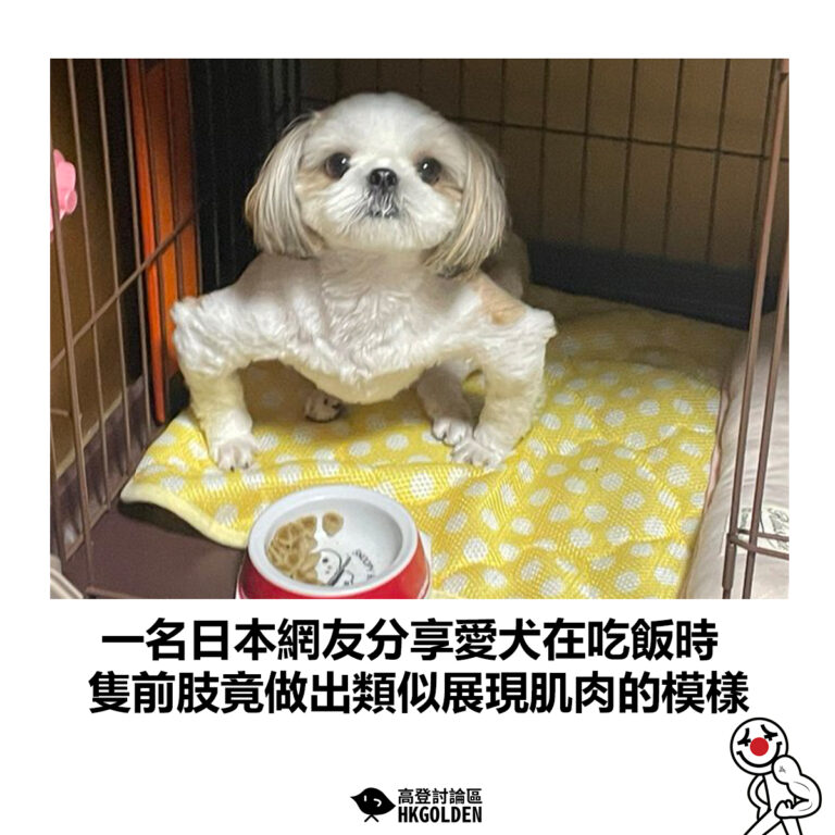 【一名日本網友分享愛犬在吃飯時 2隻前肢竟做出類似展現肌肉的模樣】