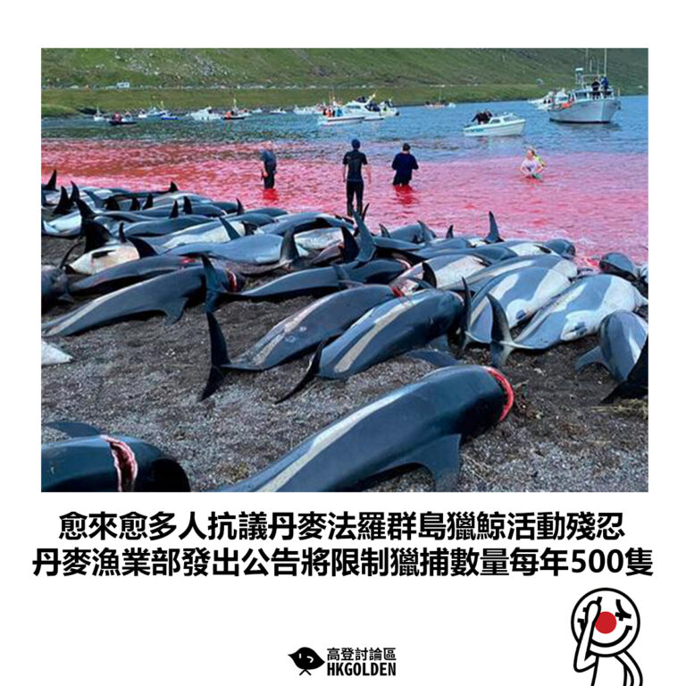 【愈來愈多人抗議丹麥法羅群島獵鯨活動殘忍 丹麥漁業部發出公告將限制獵捕數量每年500隻】