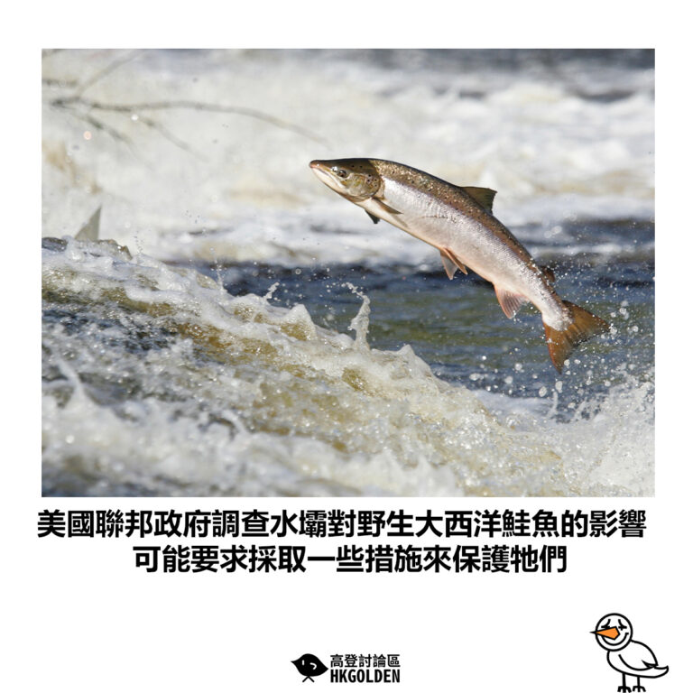 【美國聯邦政府調查水壩對野生大西洋鮭魚的影響 可能要求採取一些措施來保護牠們】
