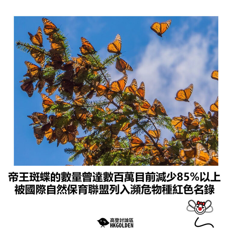 【帝王斑蝶的數量曾達數百萬目前減少85%以上 被國際自然保育聯盟列入瀕危物種紅色名錄】