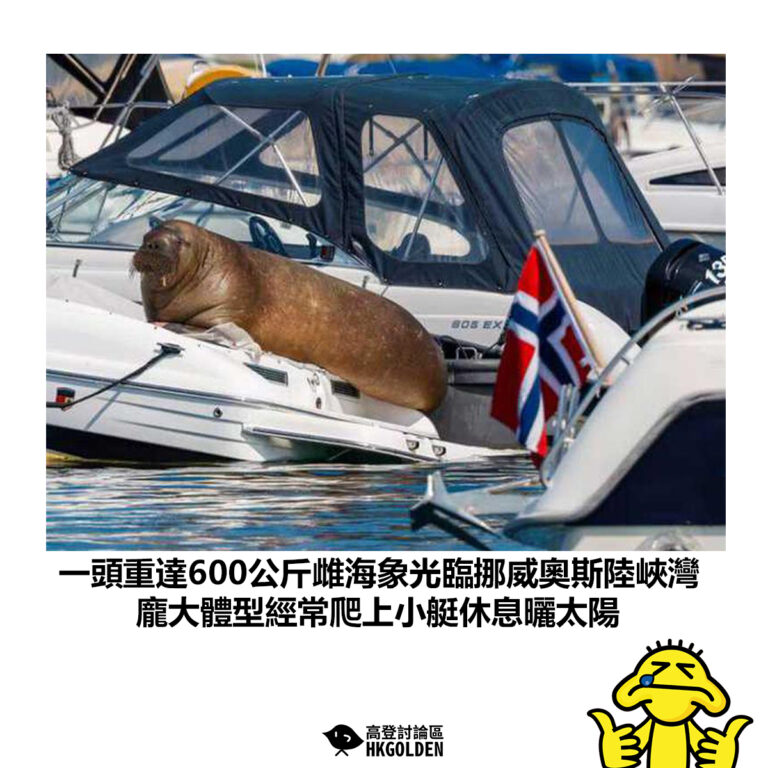 【一頭重達600公斤雌海象光臨挪威奧斯陸峽灣 龐大體型經常爬上小艇休息曬太陽】