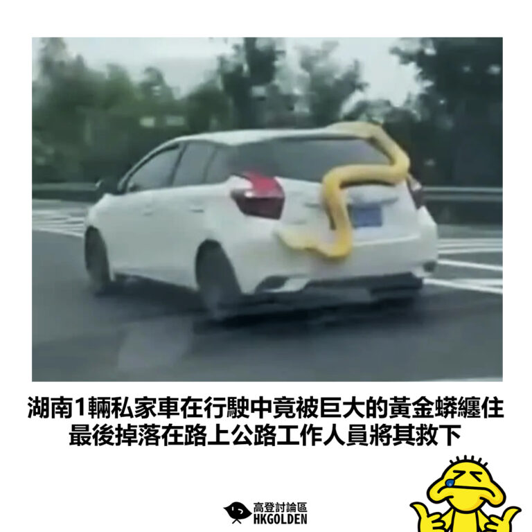 【湖南1輛私家車在行駛中竟被巨大的黃金蟒纏住 最後掉落在路上公路工作人員將其救下 】