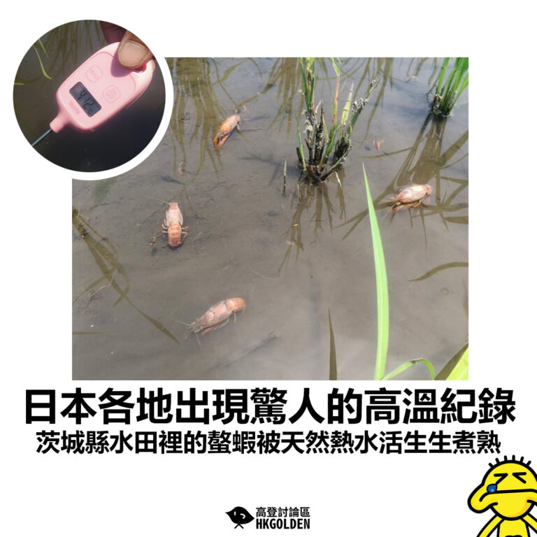 【日本各地出現驚人的高溫紀錄 茨城縣水田裡的螯蝦被天然熱水活生生煮熟】