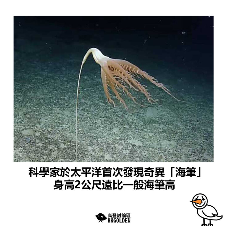 【科學家於太平洋首次發現奇異「海筆」身高2公尺遠比一般海筆高】