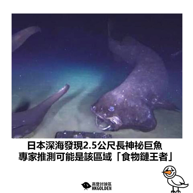 【日本深海發現2.5公尺長神祕巨魚 專家推測可能是該區域「食物鏈王者」】