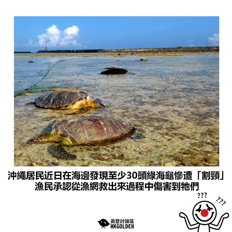 【沖繩居民近日在海邊發現至少30頭綠海龜慘遭「割頸」 漁民承認從漁網救出來過程中傷害到牠們】