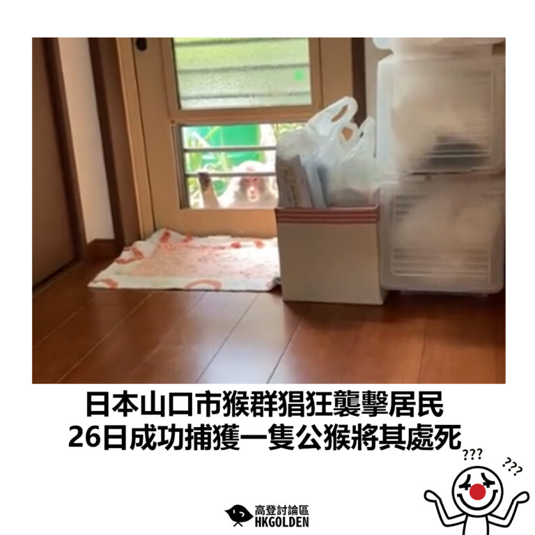【日本山口市猴群猖狂襲擊居民 26日成功捕獲一隻公猴將其處死】