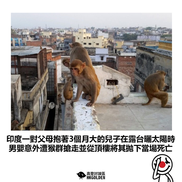 【印度一對父母抱著3個月大的兒子在露台曬太陽時 男嬰意外遭猴群搶走並從頂樓將其拋下當場死亡】