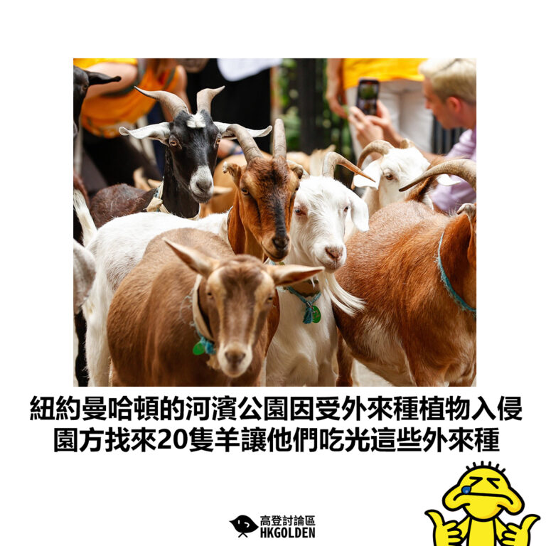 【紐約曼哈頓的河濱公園因受外來種植物入侵 園方找來20隻羊讓他們吃光這些外來種】