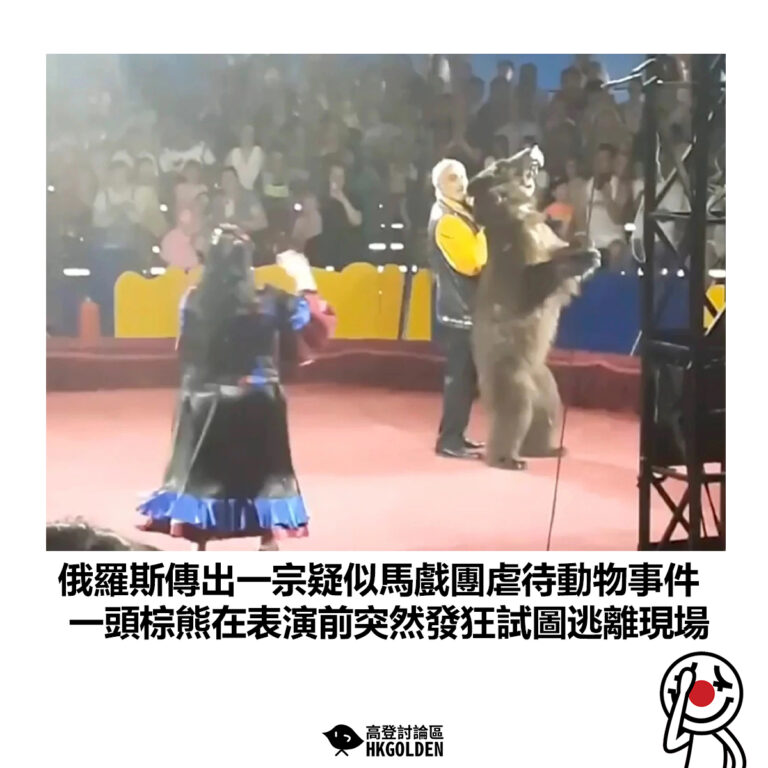 【俄羅斯傳出一宗疑似馬戲團虐待動物事件 一頭棕熊在表演前突然發狂試圖逃離現場】