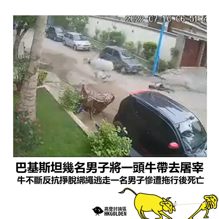 【巴基斯坦幾名男子將一頭牛帶去屠宰 牛不斷反抗掙脫綁繩逃走一名男子慘遭拖行後死亡】