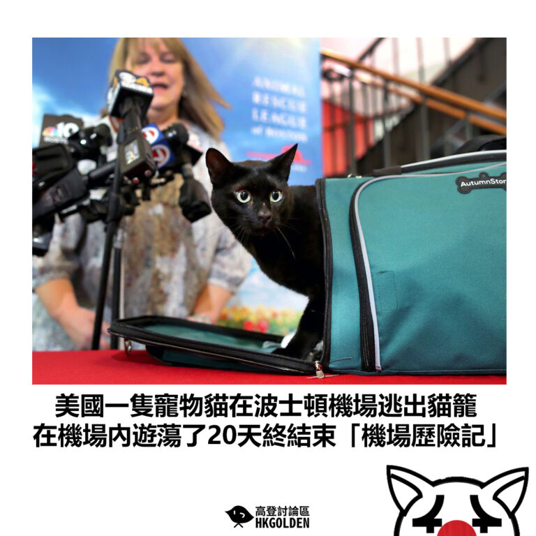 【美國一隻寵物貓在波士頓機場逃出貓籠 在機場內遊蕩了20天終結束「機場歷險記」】